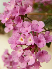 Beautiful pink soft flowers in Turkey