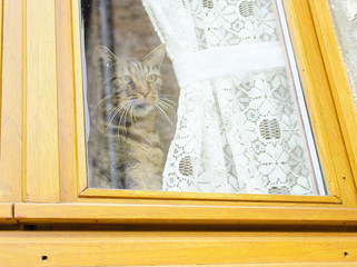 fenêtre en bois,et chat derrière