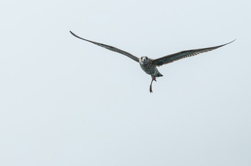 Seagull in the sky. Seagull flying over sea.