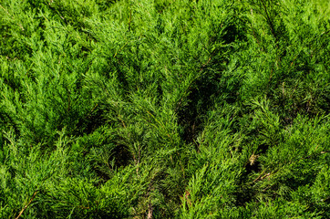 Thuja bushes in a city park