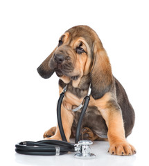 Bloodhound puppy with stethoscope on his neck looking at camera. isolated on white background