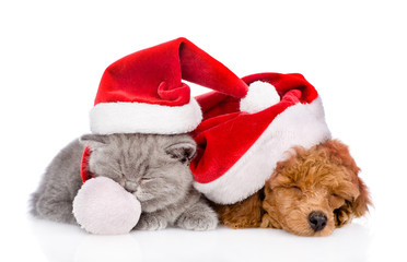 Obraz na płótnie Canvas Poodle puppy and tiny kitten in red christmas hats sleeping together. isolated on white background