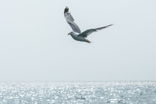 Seagull in the sky. Seagull flying over sea.