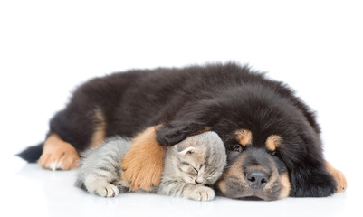 Dog hugging a sleeping kitten. isolated on white background