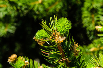 Young fir tree needles