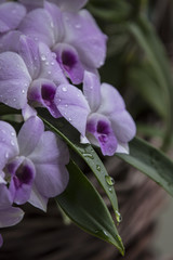 Purple Orchids with selective focus technique