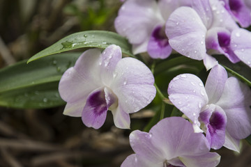 Fototapeta na wymiar Purple Orchids with selective focus technique