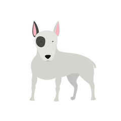 dog Bull Terrier standing