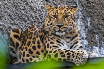 The far Eastern leopard is an intelligent animal that never attacks a person.