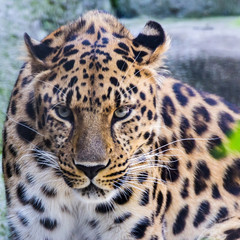The far Eastern leopard is an intelligent animal that never attacks a person.
