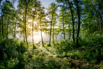 Natürlicher Wald im warmen Licht der Morgensonne