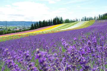 北海道・富良野のラベンダー畑