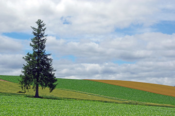 Fototapeta na wymiar 麦畑と美瑛の丘に立つ木