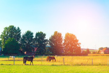 The horses on the farm graze