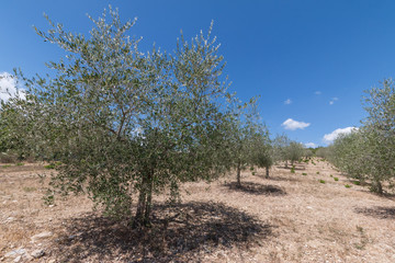 Olivenhain in der Toskana