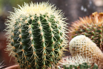 Small echnicocactus grusonii cactus mother-in-law's seat