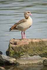 Nile goose