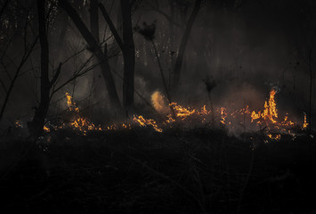 Forest fire. Trees gripped by the flame of fire