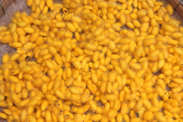 Natural yellow cocoon, a source of silk thread and silk fabric.