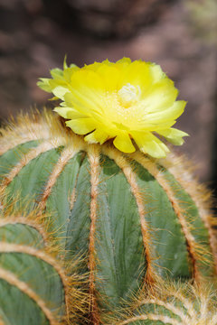 Cactus notocactus magnifier with yellow flowers