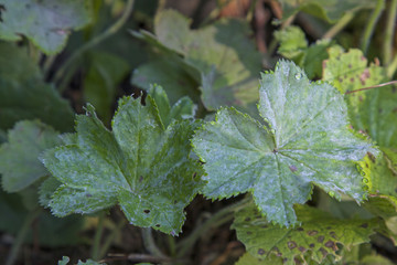 Frauenmantel - eine beliebte Heilpflanze