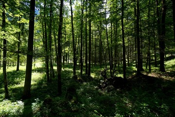 Fototapeta na wymiar Junger Wald mit grüner Wiese