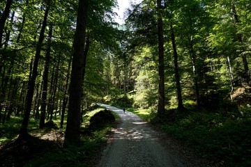 Obraz premium Wanderer im Wald 