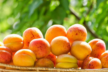 Pile of apricots close-up against the background of green branches, daylight