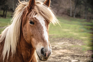 A bay and white colored horse with a long Blonde mane