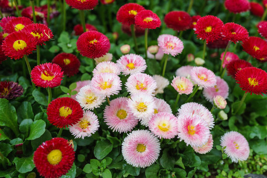 Pink, white and red English daisy flower in outdoor park day light
