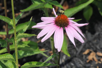 Purple Coneflowers with Bee, growing in a small public flower garden.  