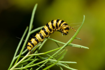Raupe des Jakobskrautbärs auf einer Pflanze