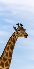 giraffe