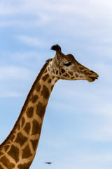 giraffe