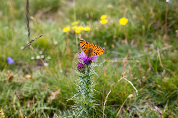 Papillon sur fleur alpes