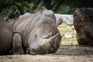 Naklejka premium rhinoceros