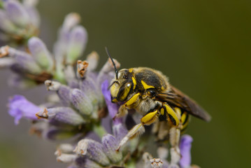 Blattschneiderbiene auf einer Lavendelblüte