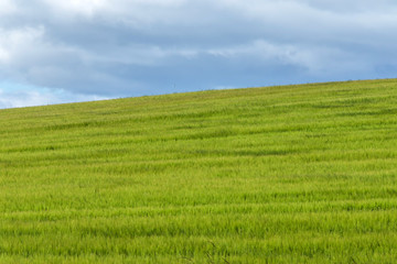 Fototapeta premium 蒼い麦の風景 Scenery with wheat field