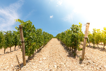 Weinberge in der Chianti-Region, Toskana, Italien
