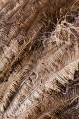 ostrich feathers in close-up
