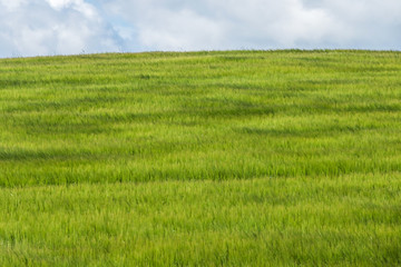 蒼い麦の風景　Scenery with wheat field