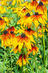 The popular ornamental plant Rudbeckia fibrous ( lat. Rudbeckia Hirta )