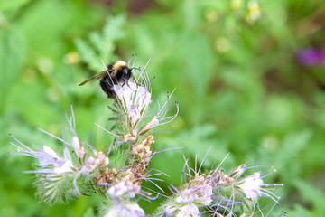 A bumblebee on a lilac flower