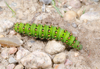 erwachsene Raupe des kleinen Nachtpfauenauges