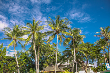 Fototapeta na wymiar Fruitful coconut plantation
