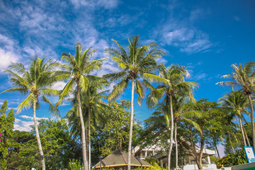 Fototapeta premium Fruitful coconut plantation