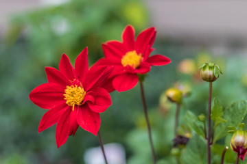 Red Garden Flower