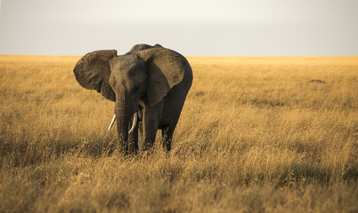 Fototapeta na wymiar Elephant in the Serengeti