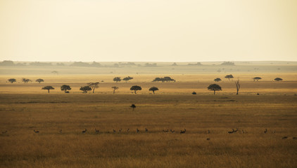 Naklejka na ściany i meble Panorama of savanna