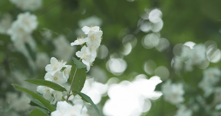 white jasmine flowers in cloudy day